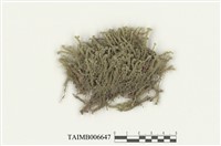 藏品(鞭蘚屬)的圖片